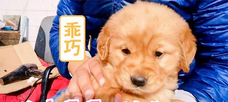 小金毛洗澡的最佳时间和频率（宠物狗洗澡有讲究，别错过最佳时机！）