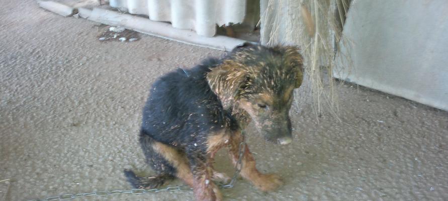 狗狗到陌生环境多久不吃饭？（探讨狗狗适应陌生环境后的饮食问题）