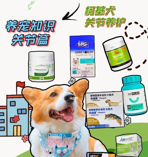 狗狗关节复位后多久能洗澡？（了解合适的洗澡时间，为你的狗狗提供最佳的关节复位护理）