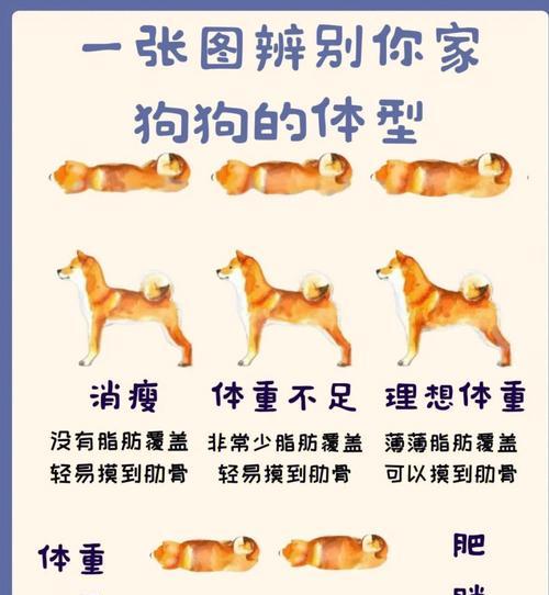 狗狗关节复位后多久能洗澡？（了解合适的洗澡时间，为你的狗狗提供最佳的关节复位护理）