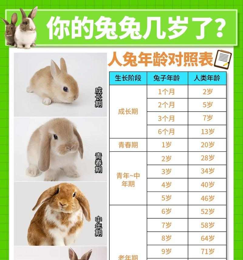 兔年养兔必看（了解兔兔行为，做个贴心养主！）