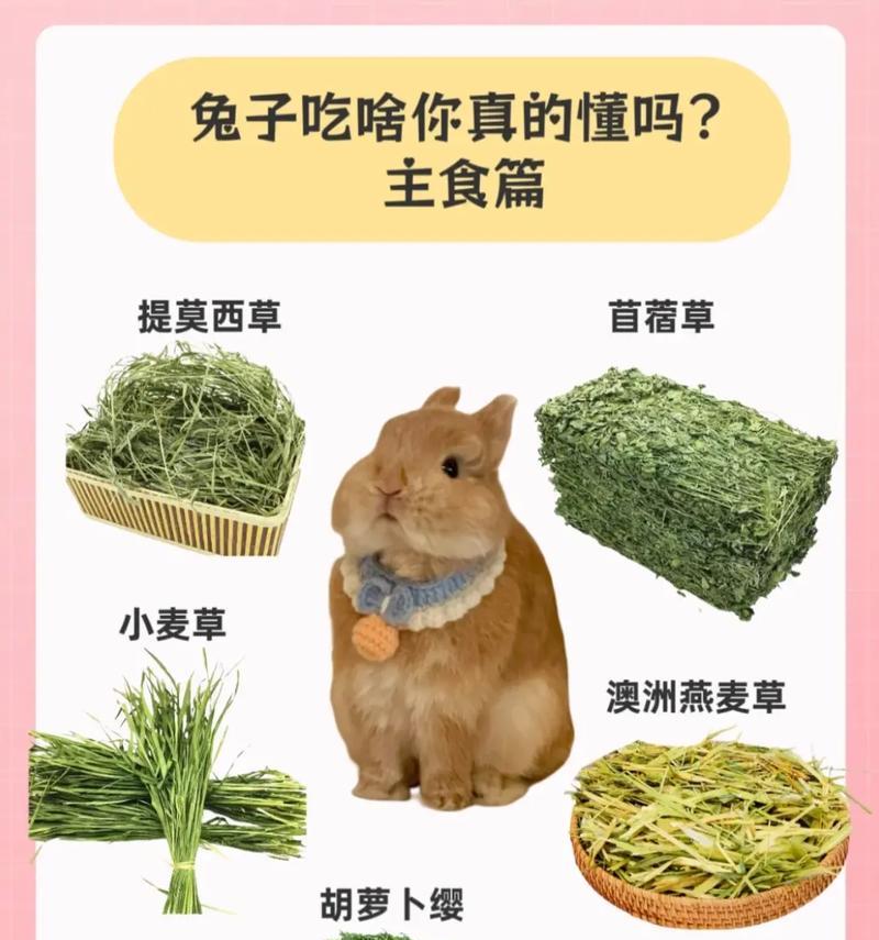 兔年养兔必看（了解兔兔行为，做个贴心养主！）