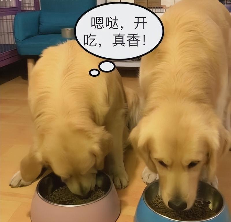 狗狗饮食选择米饭狗粮全攻略
