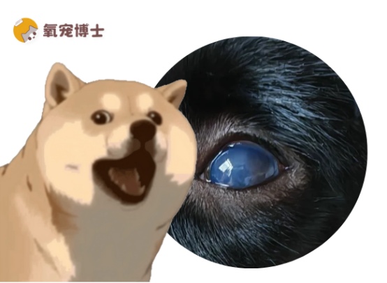 狗狗的眼睛变蓝了怎么回事？