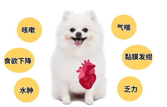 博美犬心脏病