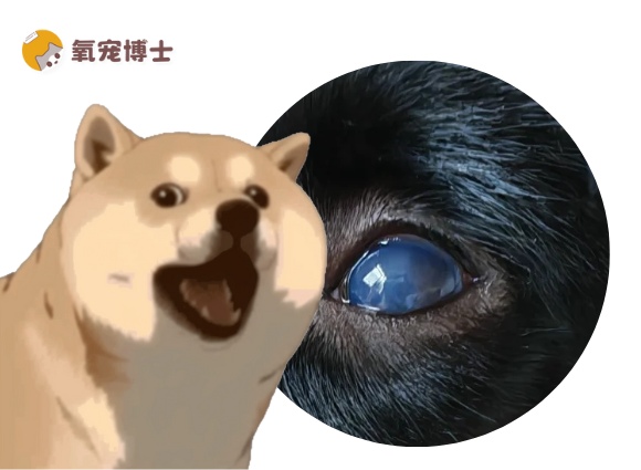狗狗眼睛变蓝原因及应对方法｜常见疾病全解析