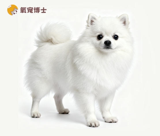 博美犬优缺点