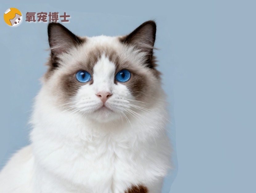 布偶猫不爆毛怎么办？