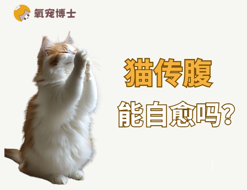 猫传腹可以自愈吗全攻略