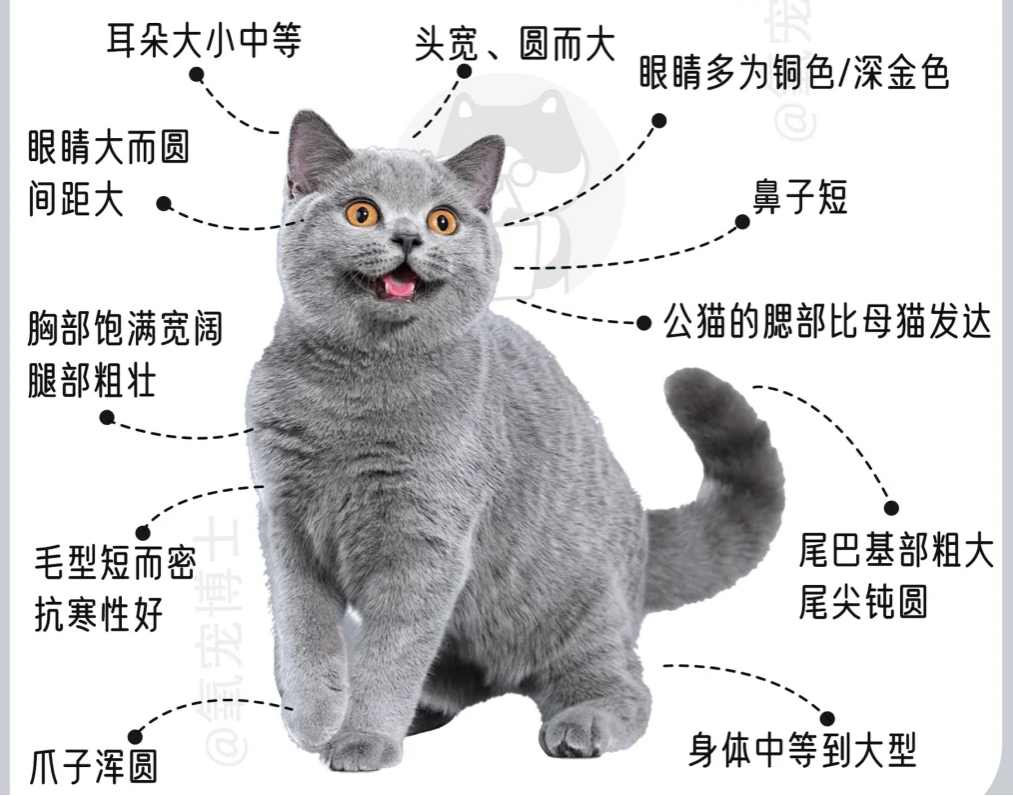 蓝猫的外形特点