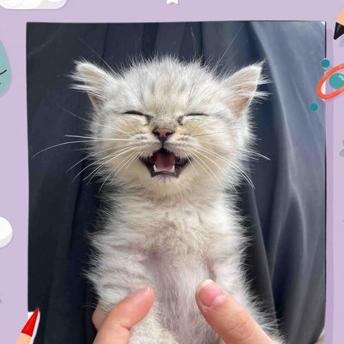 养猫知多少？猫咪花销揭秘（探秘养猫每月花费，了解猫咪的生活开销）