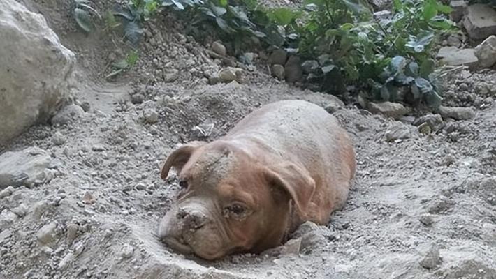 狗狗埋在土里多久会腐烂？（探究狗狗腐烂速度的关键因素）