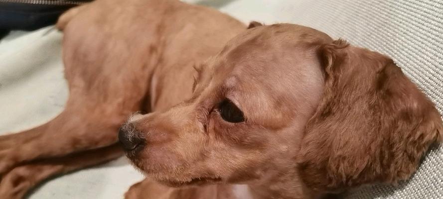 狗狗胎毛剃后多久会长出来？（了解胎毛生长周期和影响因素，助你更好地照顾宠物）