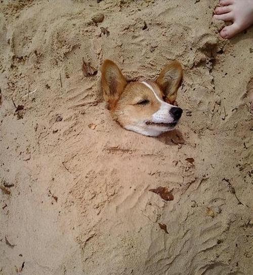 狗狗埋在土里多久会腐烂？（探究狗狗腐烂速度的关键因素）