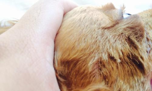 狗狗胎毛剃后多久会长出来？（了解胎毛生长周期和影响因素，助你更好地照顾宠物）