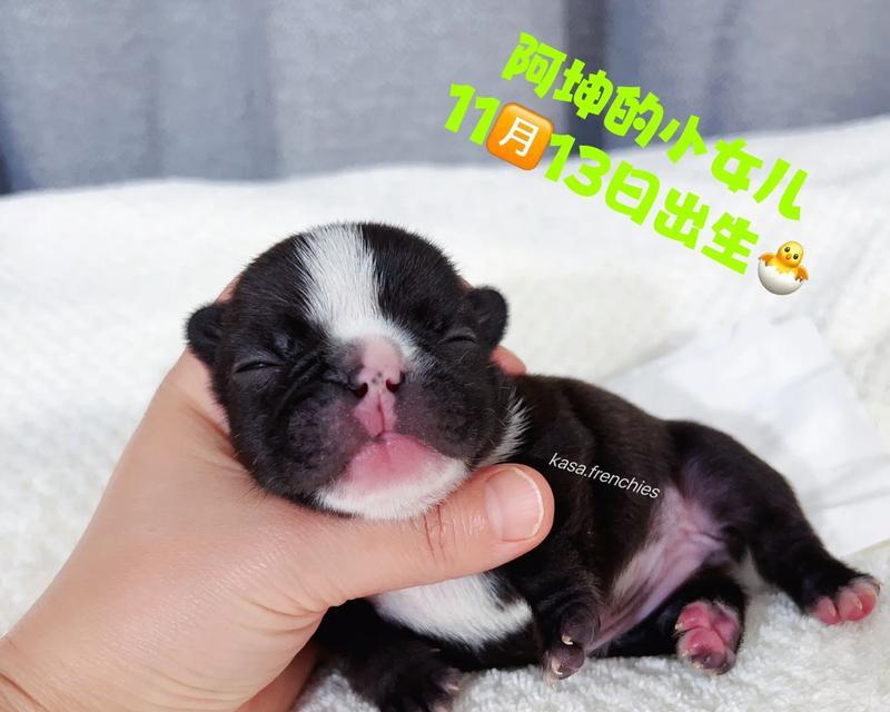 法牛怀孕周期及分娩过程（详解法牛怀孕时间和生产过程及其关键因素）