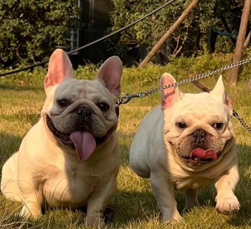 法牛怀孕周期及分娩过程（详解法牛怀孕时间和生产过程及其关键因素）