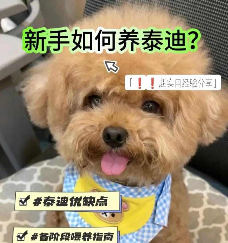 小泰迪喂食蛋黄频率指南｜科学规划营养摄入