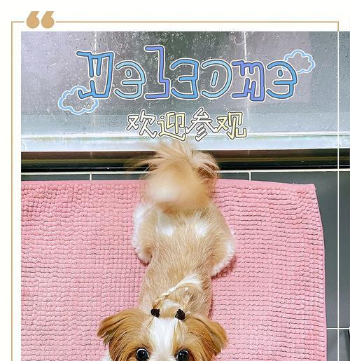 狗妈妈生完小狗后多久能洗澡？（正确的洗澡时间对狗妈妈和小狗的健康至关重要）