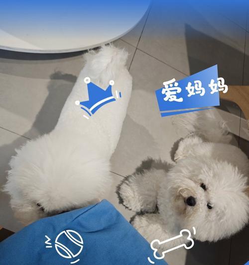 狗妈妈生完小狗后多久能洗澡？（正确的洗澡时间对狗妈妈和小狗的健康至关重要）