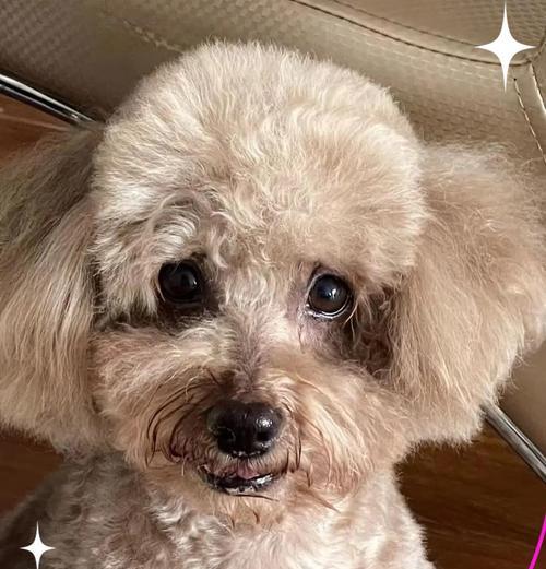 科学喂养成年泰迪犬——合理控制每日饮食量的重要性（成年泰迪犬的日常饮食要求及合理摄入量）