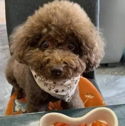 科学喂养成年泰迪犬——合理控制每日饮食量的重要性（成年泰迪犬的日常饮食要求及合理摄入量）