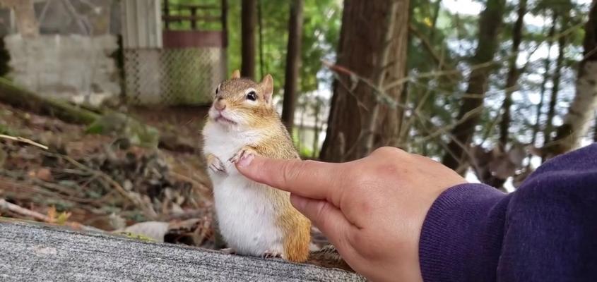 松鼠宠物饲养指南（以松鼠养多久能上手？——解决你对松鼠宠物的疑惑）