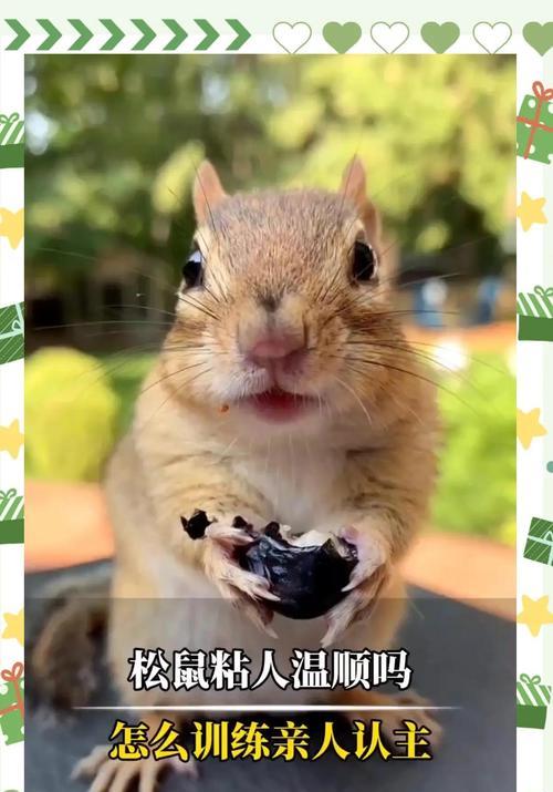 松鼠宠物饲养指南（以松鼠养多久能上手？——解决你对松鼠宠物的疑惑）