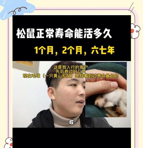 松鼠宠物饲养指南（以松鼠养多久能上手？——解决你对松鼠宠物的疑惑）