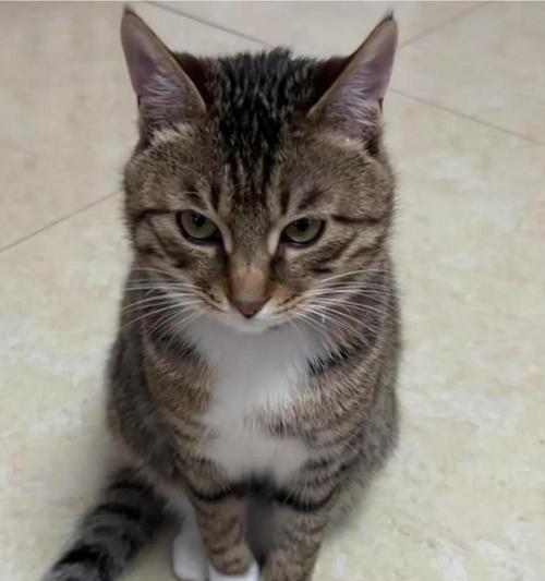 狸花猫的价格与正确喂养方法（了解狸花猫的市场价格及喂养要点）