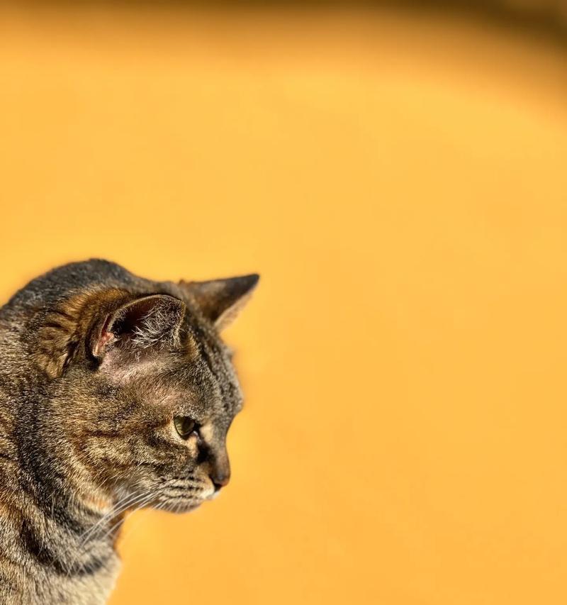 狸花猫的价格与正确喂养方法（了解狸花猫的市场价格及喂养要点）