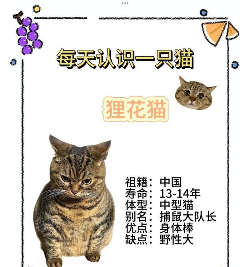 狸花猫价格与喂养全攻略｜科学养猫实用指南