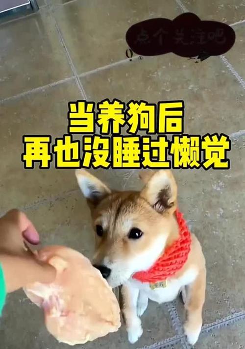 狗狗需要多长时间才能入睡？（睡眠习惯、环境因素和训练方式的影响）