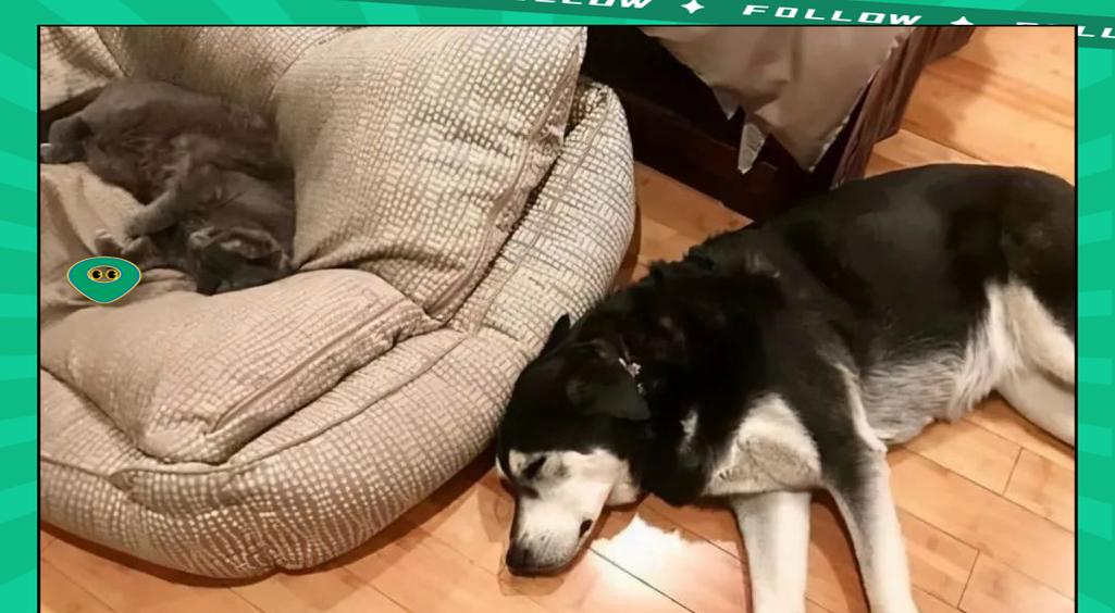狗狗入睡时间全攻略