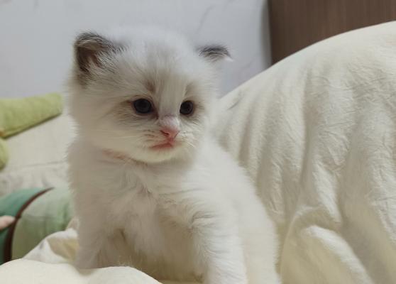 猫咪的繁殖周期及崽的诞生过程（探究猫咪每次产仔时间间隔和崽子的成长情况）