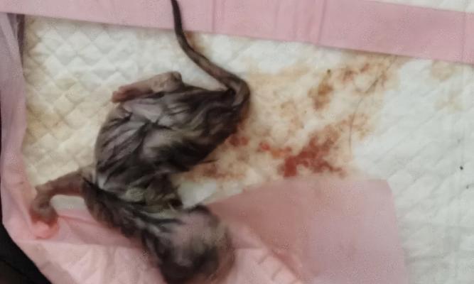 猫咪的繁殖周期及崽的诞生过程（探究猫咪每次产仔时间间隔和崽子的成长情况）