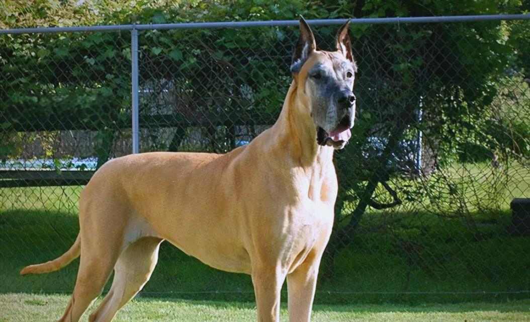 寿命最短的五种狗狗（探索狗狗们的短暂而珍贵的生命之旅）