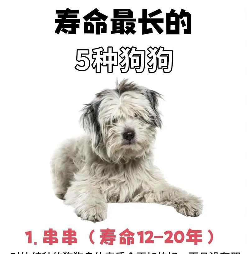 寿命最短的五种狗狗（探索狗狗们的短暂而珍贵的生命之旅）