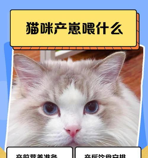 猫咪繁殖周期及崽子诞生过程全攻略