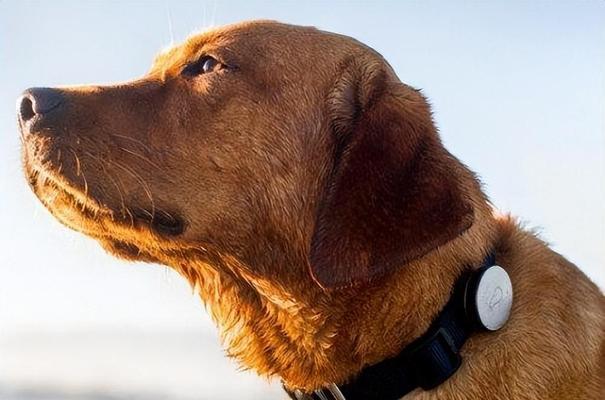 不同狗种的寿命差异及影响因素（揭秘狗的寿命之谜，你知道吗？）