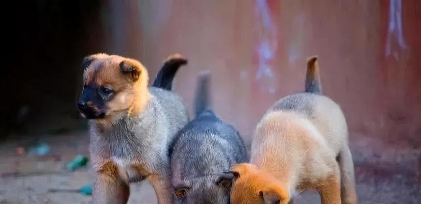 不同狗种的寿命差异及影响因素（揭秘狗的寿命之谜，你知道吗？）