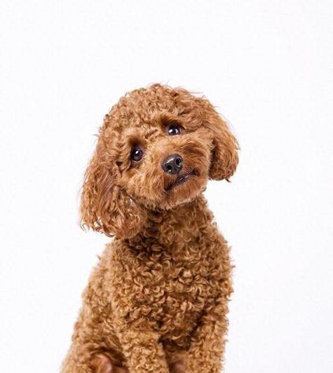 不同狗种的寿命差异及影响因素（揭秘狗的寿命之谜，你知道吗？）