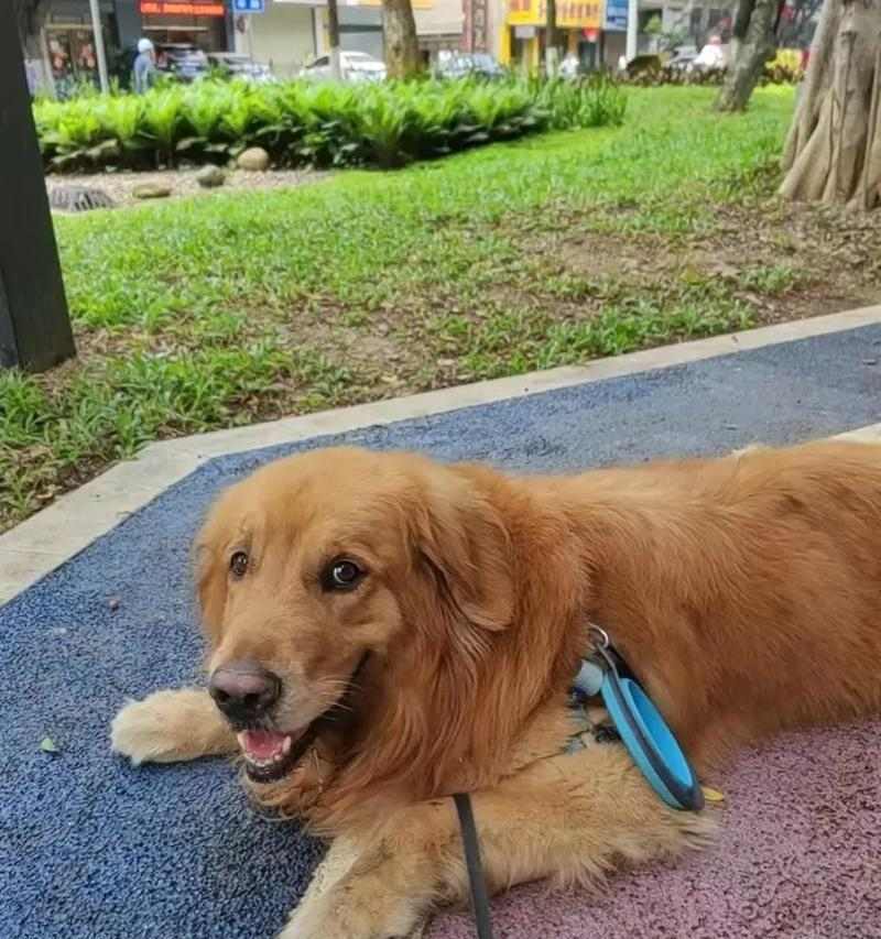 金毛狗舒适吹空调的时间和方法（了解金毛狗对空调的适应能力以及正确使用方法）