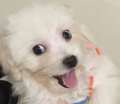 搞笑又合适的比熊狗名，让你笑个够！（避开尴尬，与狗名禁忌保持距离）