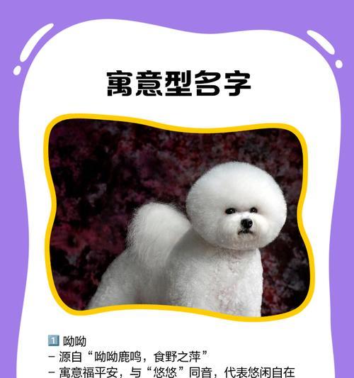 搞笑又合适的比熊狗名，让你笑个够！（避开尴尬，与狗名禁忌保持距离）