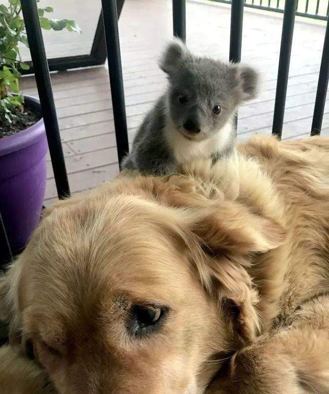 金毛犬生育周期及生产能力调查（探究金毛犬的生殖能力及生育间隔时间）