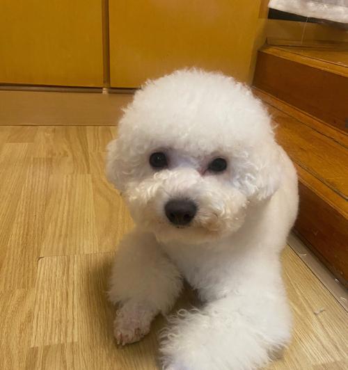 搞笑又合适的比熊狗名，让你笑个够！（避开尴尬，与狗名禁忌保持距离）