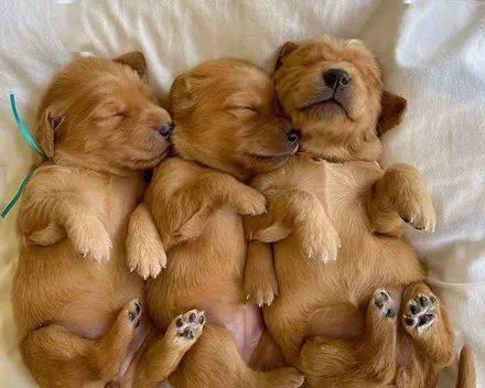 金毛犬生育周期及生产能力调查（探究金毛犬的生殖能力及生育间隔时间）