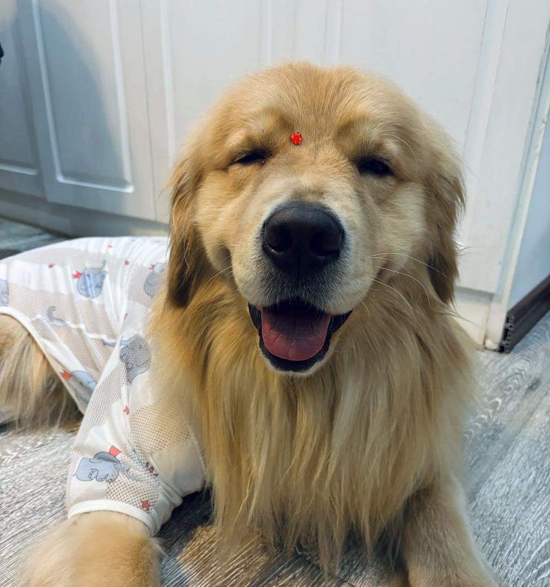 金毛犬生育周期及生产能力调查（探究金毛犬的生殖能力及生育间隔时间）