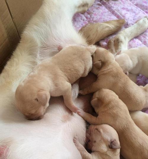 狗狗断奶后多久挤不出奶？（断奶后乳房产奶停止的时间和相关原因）